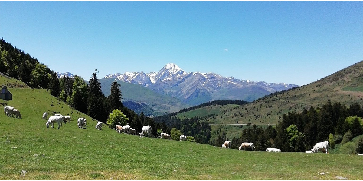 Montagnes-vaches_1200x600 Le Pic midi vu de Pau